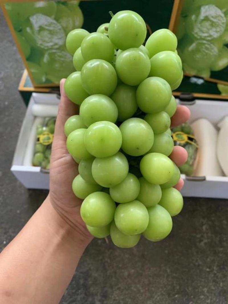 云南省阳光玫瑰葡萄，大量供应，一手货源，对接全国市场商超