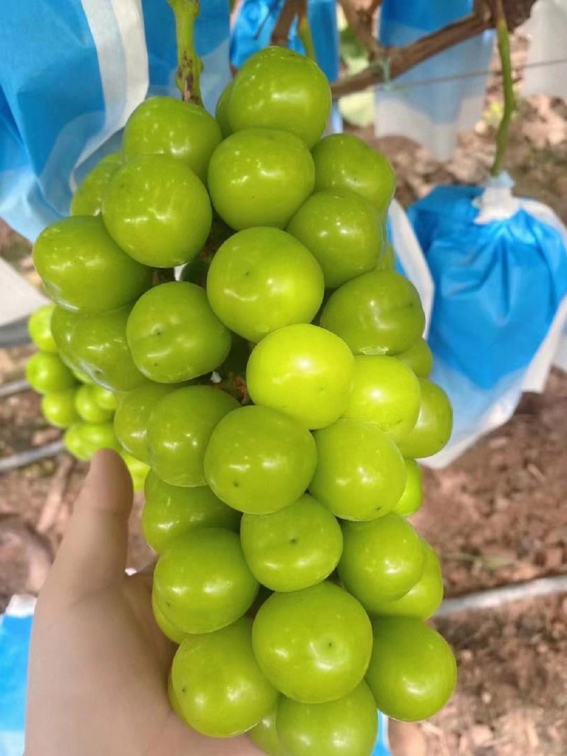 云南省阳光玫瑰葡萄，大量供应，一手货源，对接全国市场商超