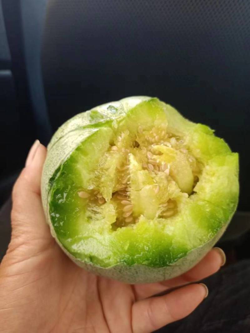 现货甜瓜，绿宝甜宝花美人地头供货源有保障，品种多样