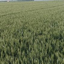 小麦青储5000亩