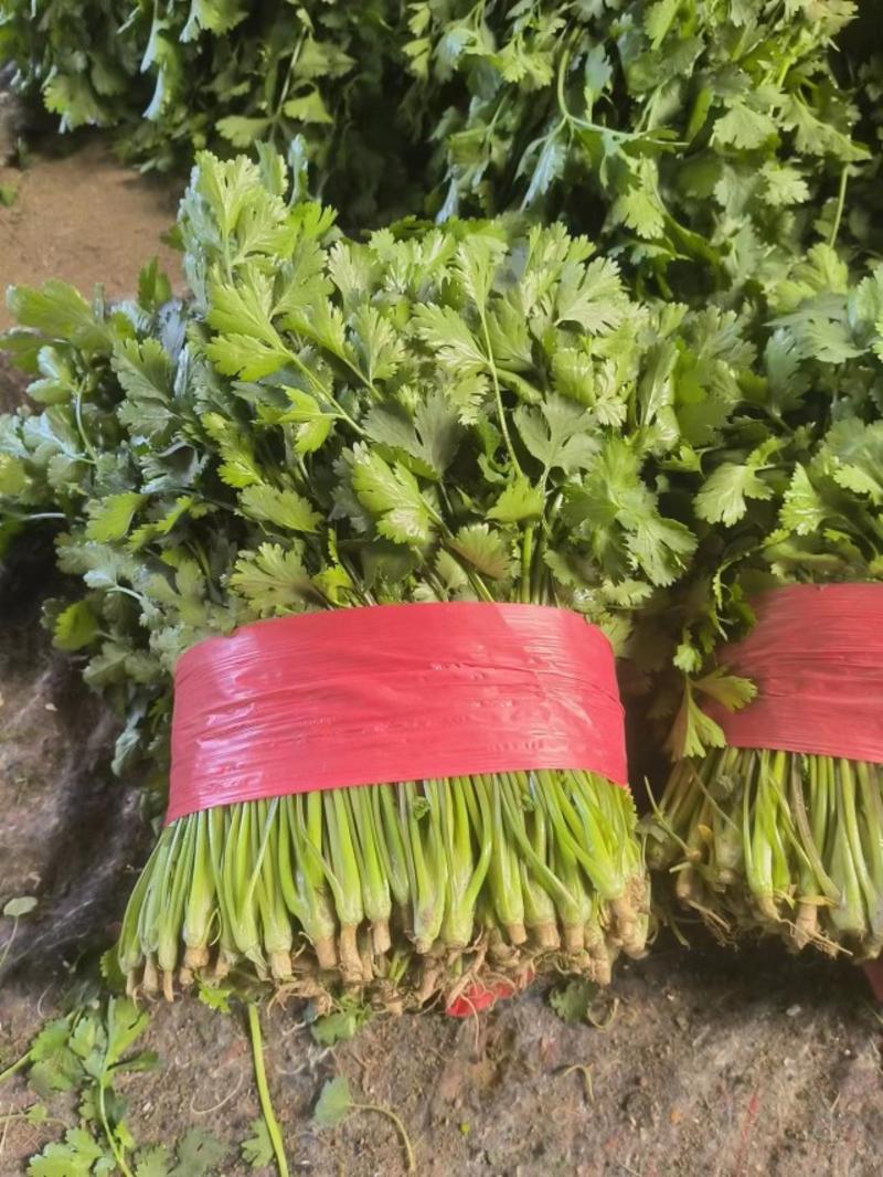 【现货】山东泰安大叶香菜20-30厘米，当天现挖现发质量保证