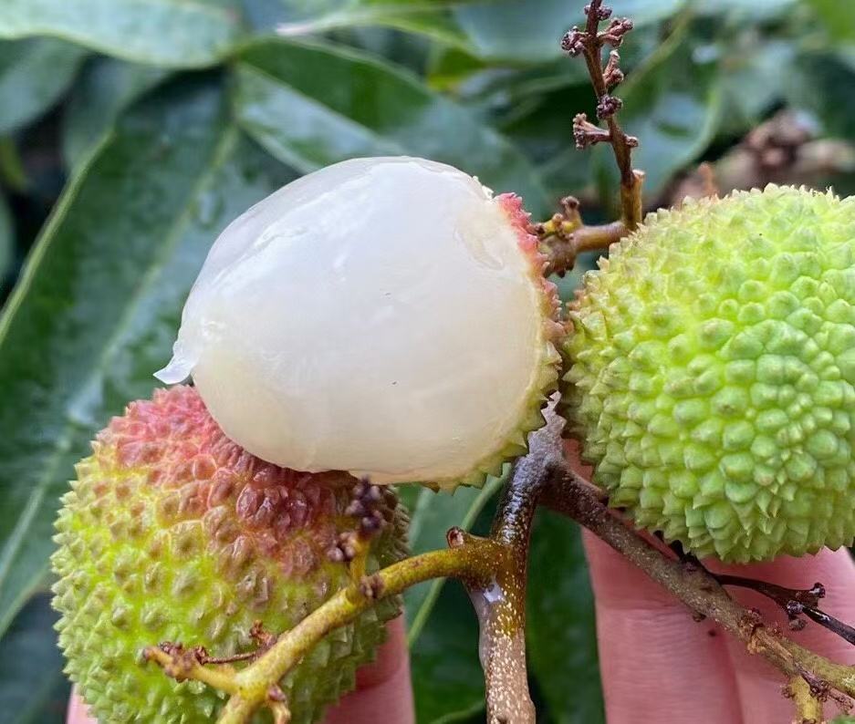 新鲜荔枝果肉,果肉洁白透明,表面湿润,背景为绿叶 荔枝果肉特写