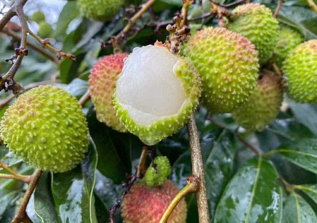 红色果皮的妃子笑荔枝特写,果肉晶莹剔透,背景为夏季果园 妃子笑荔枝特写