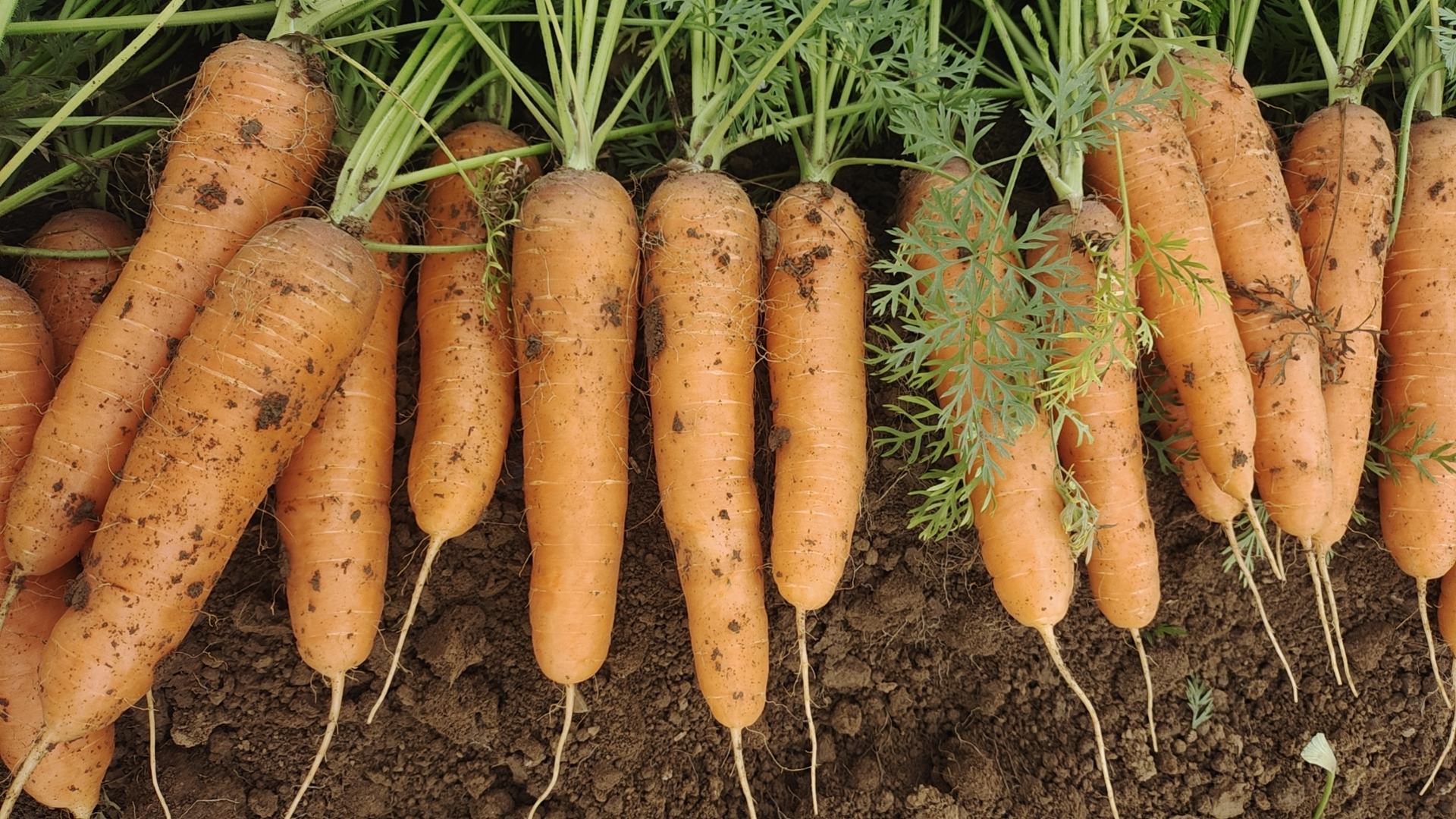 三红胡萝卜特写