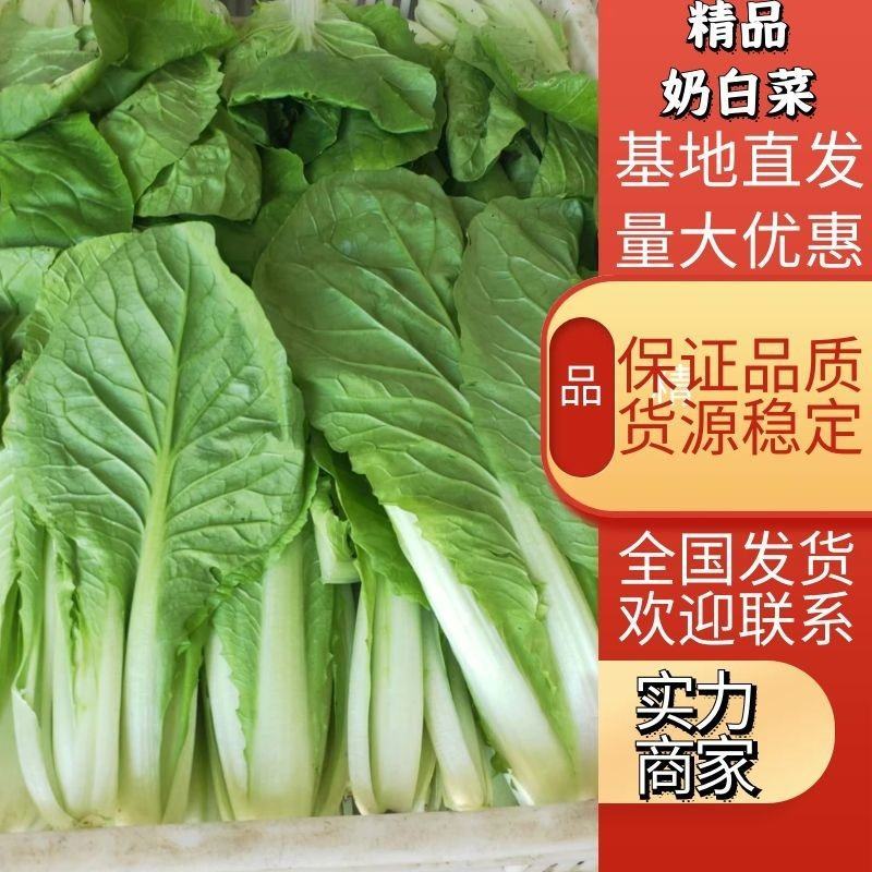 精品奶白菜。快菜，小菜自有冷库预冷，品相好，颗型均匀