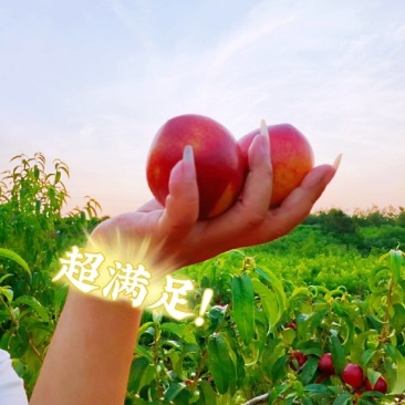 湖北油桃（518早熟、曙光、金蕾、中油系）多样化规格