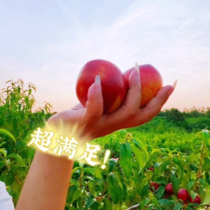 湖北油桃（518早熟、曙光、金蕾、中油系）多样化规格