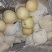 河北二级皇冠梨，半斤以上，货源充足，质量好，产地现货