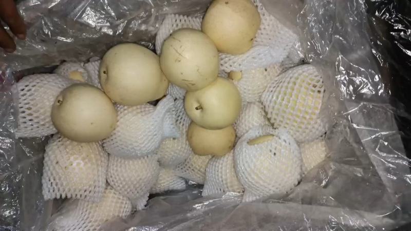 河北二级皇冠梨，半斤以上，货源充足，质量好，产地现货