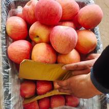 河北本地冰糖心红富士苹果，纸加膜，纸袋，适合电商，超市