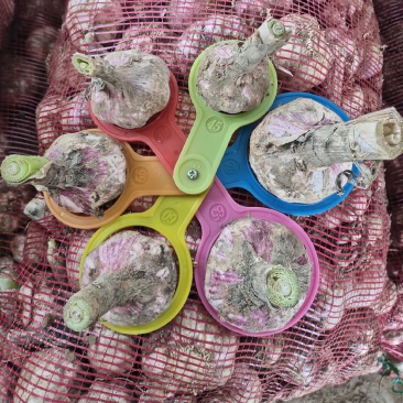 大蒜、苔蒜、脱水蒜，混级蒜，电商货，可视频看货，质量保证
