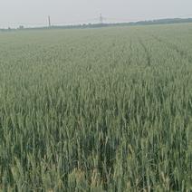 小麦青储1200每亩