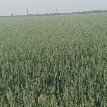 小麦青储1200每亩