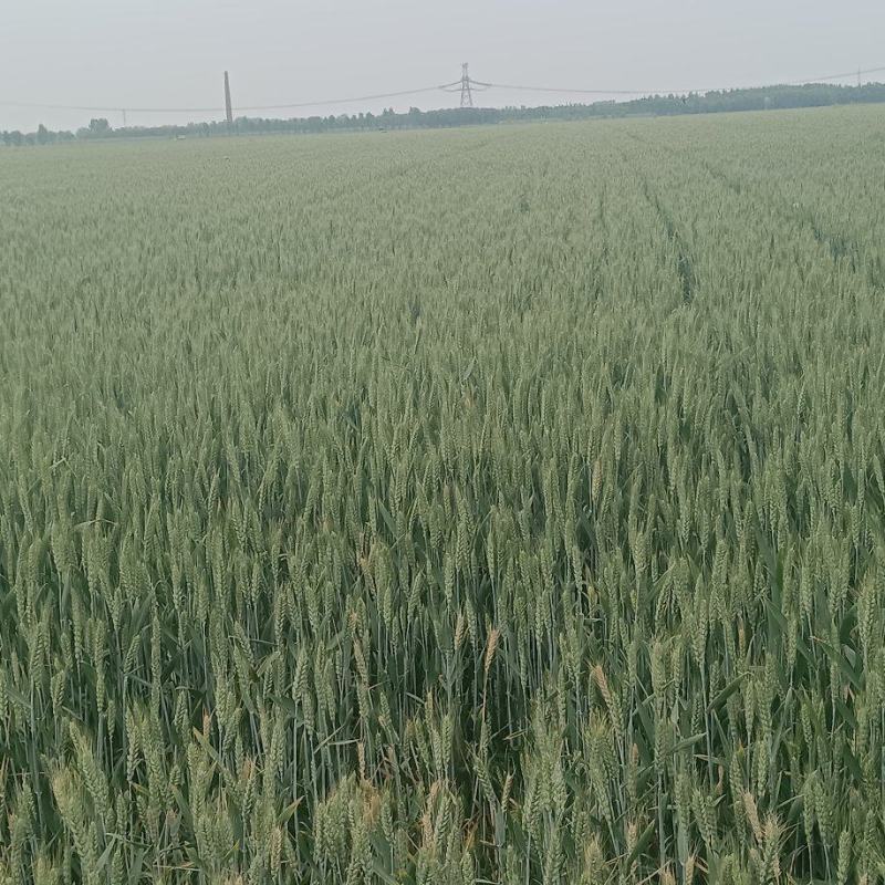 小麦青储1200每亩