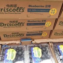 蓝莓大量现货