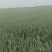 小麦青储1200每亩