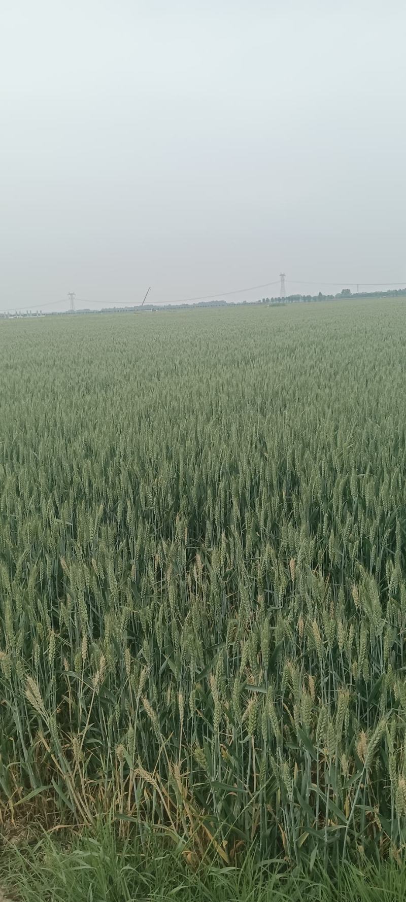小麦青储1200每亩