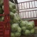 南阳甘蓝精品圆包菜无虫无腐烂产地直供量大从优全国发