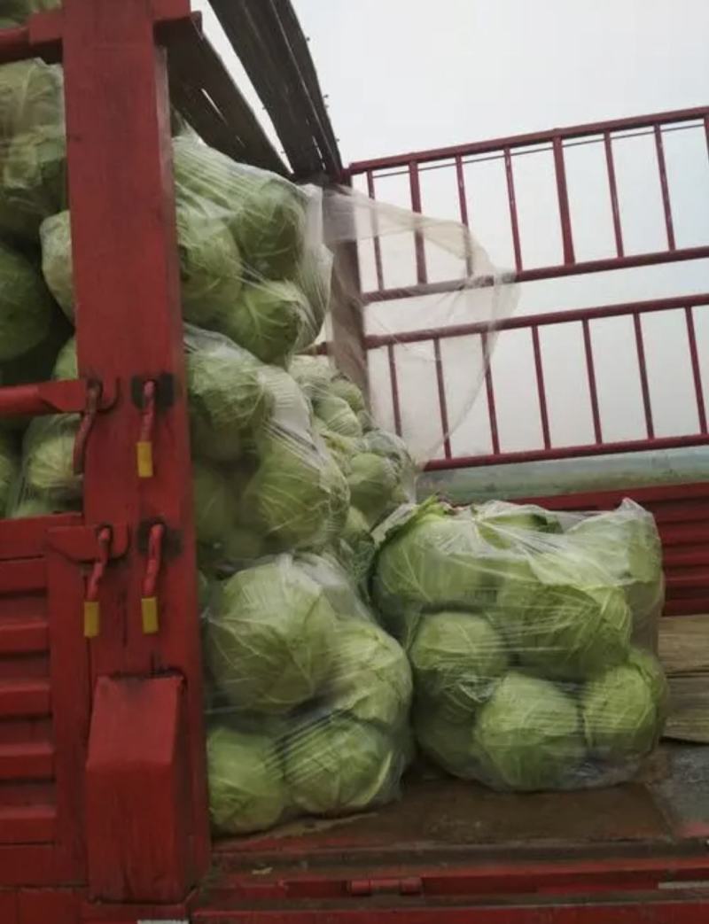 南阳甘蓝精品圆包菜无虫无腐烂产地直供量大从优全国发