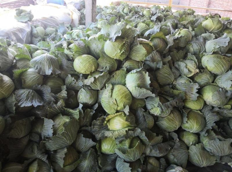 南阳甘蓝精品圆包菜无虫无腐烂产地直供量大从优全国发