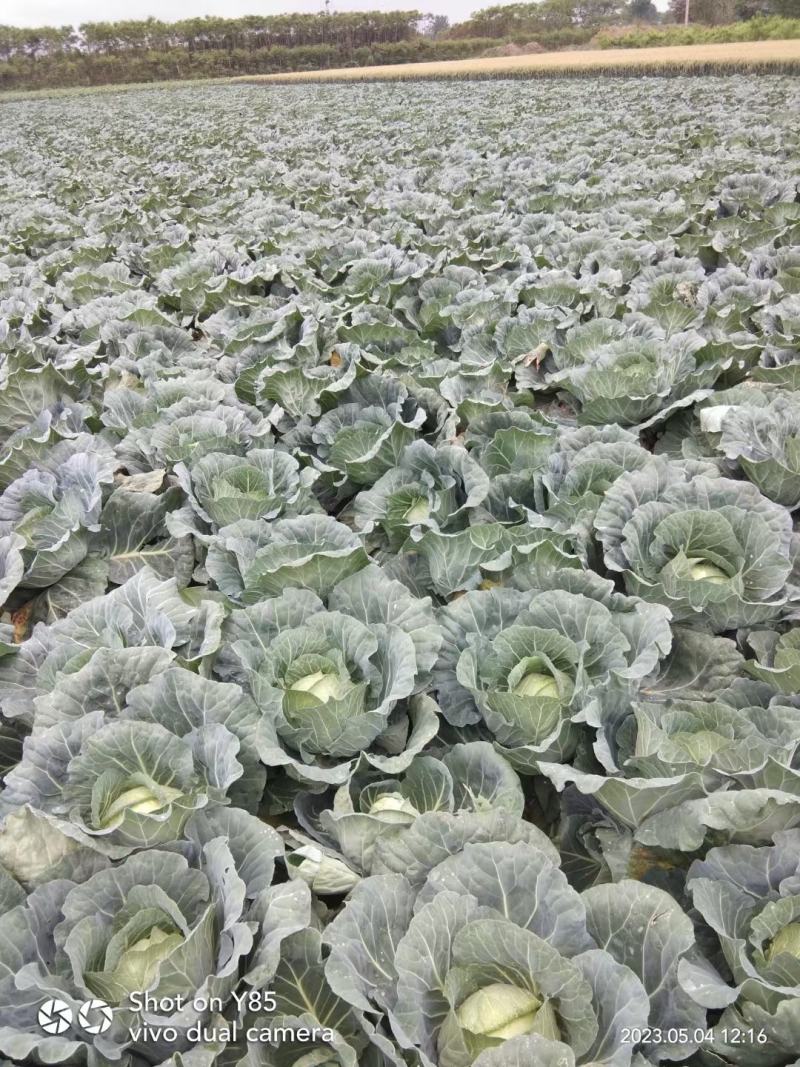 南阳甘蓝精品圆包菜无虫无腐烂产地直供量大从优全国发