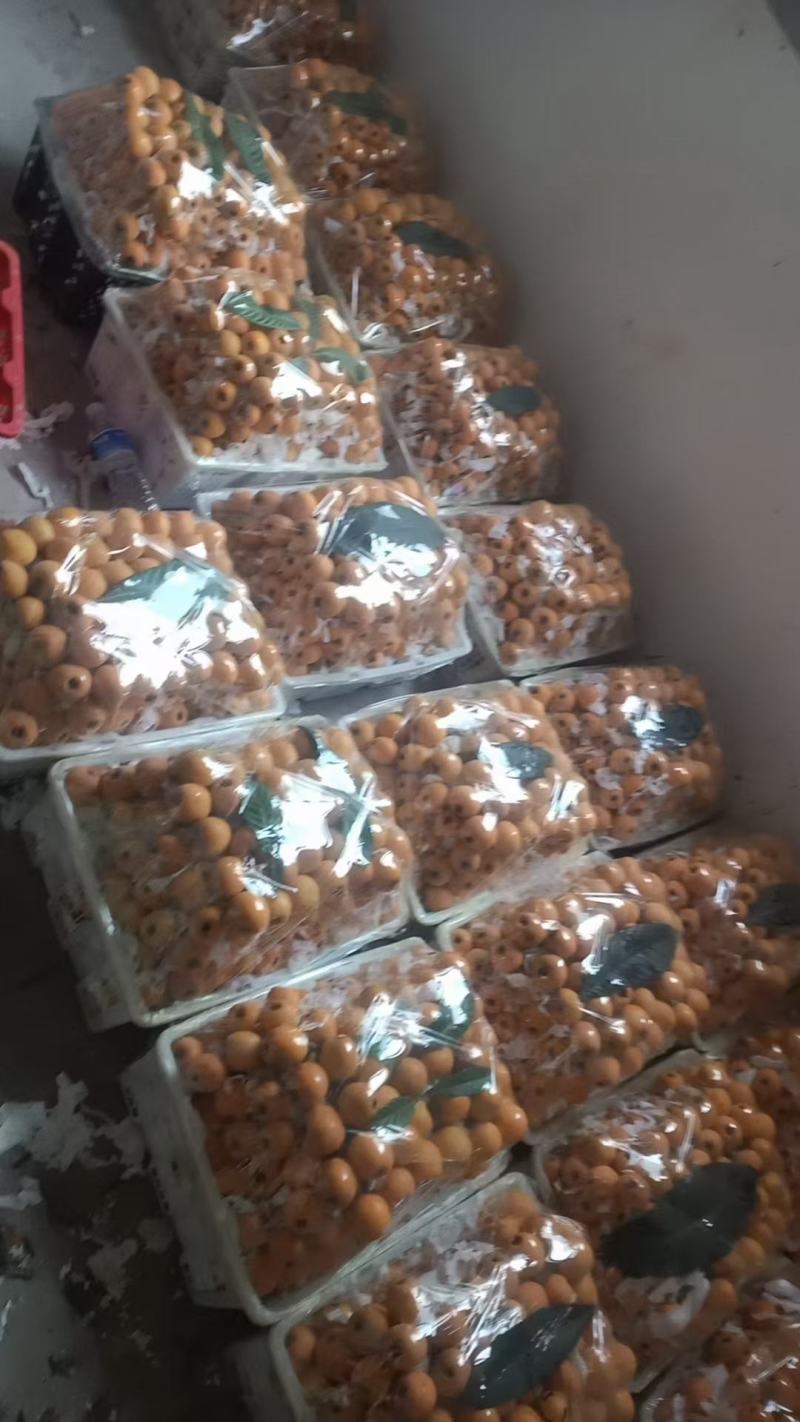 来哦，，，枇杷哦，，，，，，，，，，，，，，，，，，，，