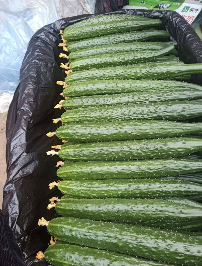 黄瓜密刺油瓜，色泽青黑油亮，口感好，耐贮运，协助找车配货