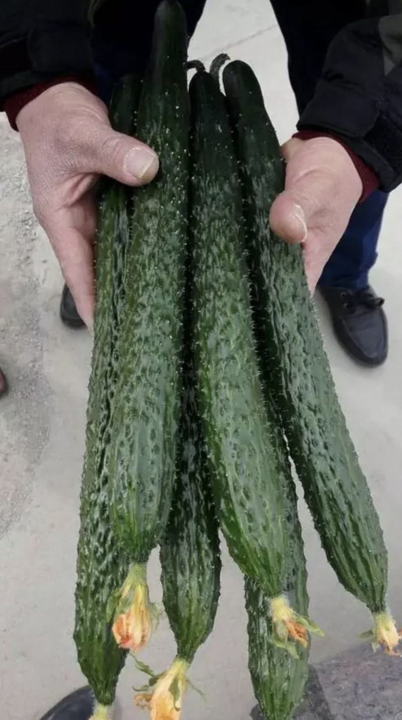 黄瓜密刺油瓜，色泽青黑油亮，口感好，耐贮运，协助找车配货