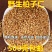 中药材正宗柏子仁油性柏子仁无籽去壳柏子仁泡茶