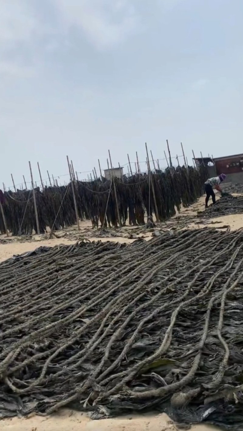 福建莆田干海带批发价