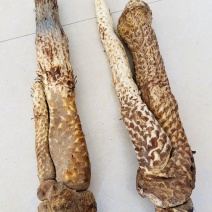 肉苁蓉