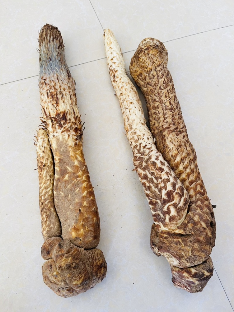 肉苁蓉
