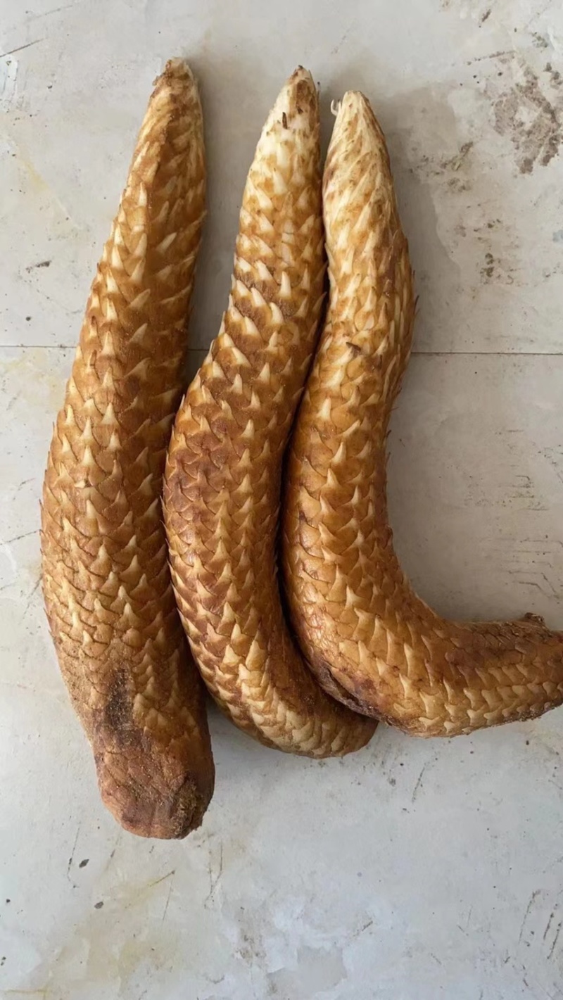 肉苁蓉