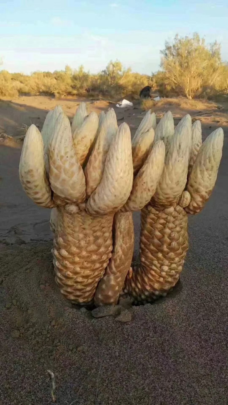肉苁蓉