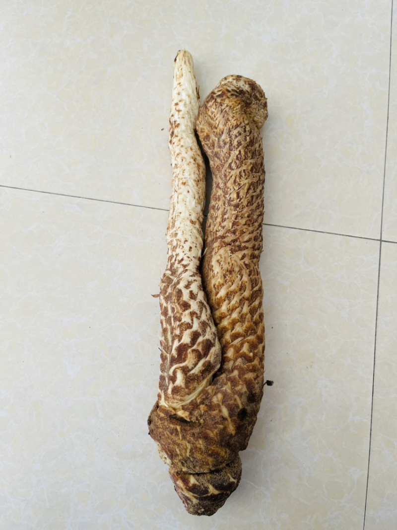 肉苁蓉