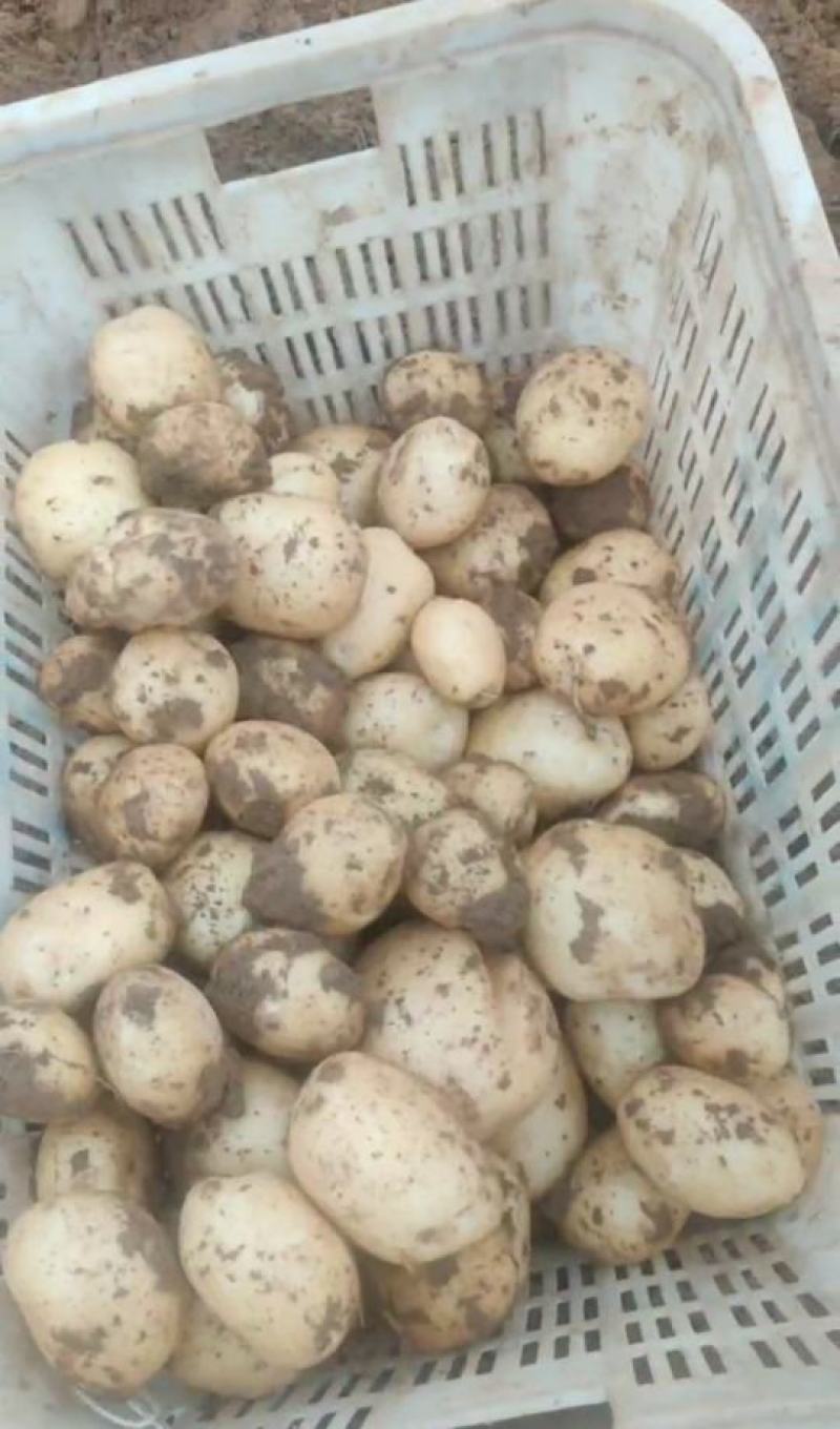 精品黄心土豆，大量上市