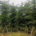 小叶榄仁人工造拖市政货米径3-20大量袋苗全冠货规格都有
