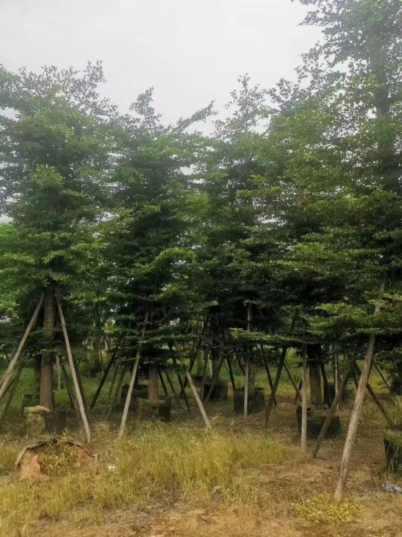 小叶榄仁人工造拖市政货米径3-20大量袋苗全冠货规格都有
