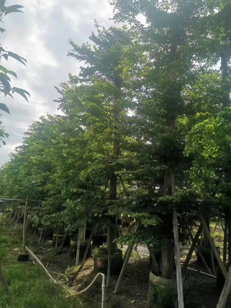 小叶榄仁人工造拖市政货米径3-20大量袋苗全冠货规格都有