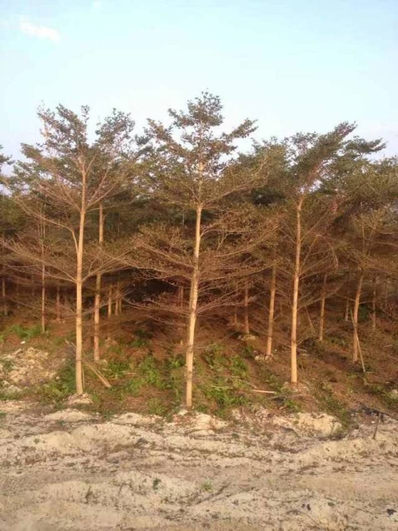 小叶榄仁人工造拖市政货米径3-20大量袋苗全冠货规格都有