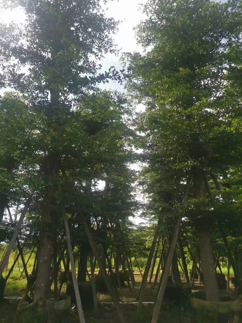 小叶榄仁人工造拖市政货米径3-20大量袋苗全冠货规格都有