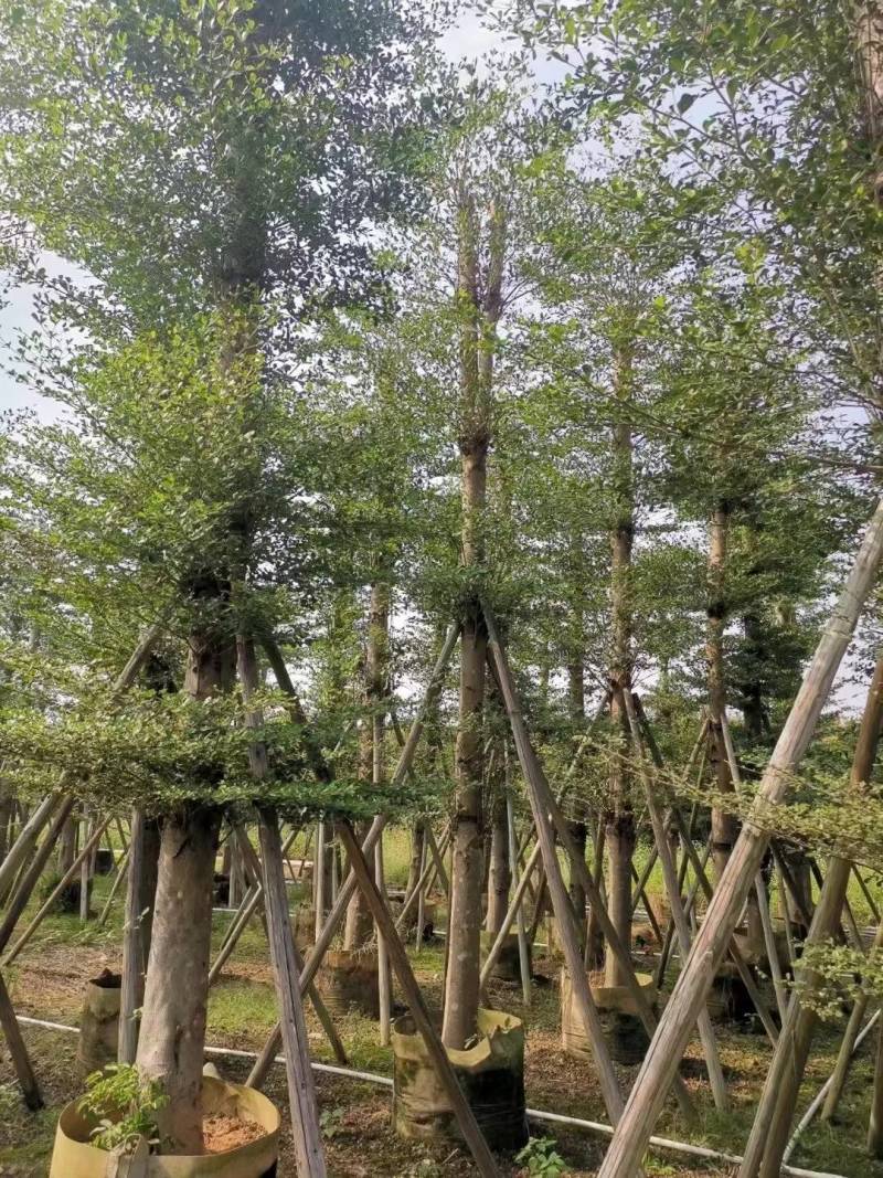 小叶榄仁人工造拖市政货米径3-20大量袋苗全冠货规格都有