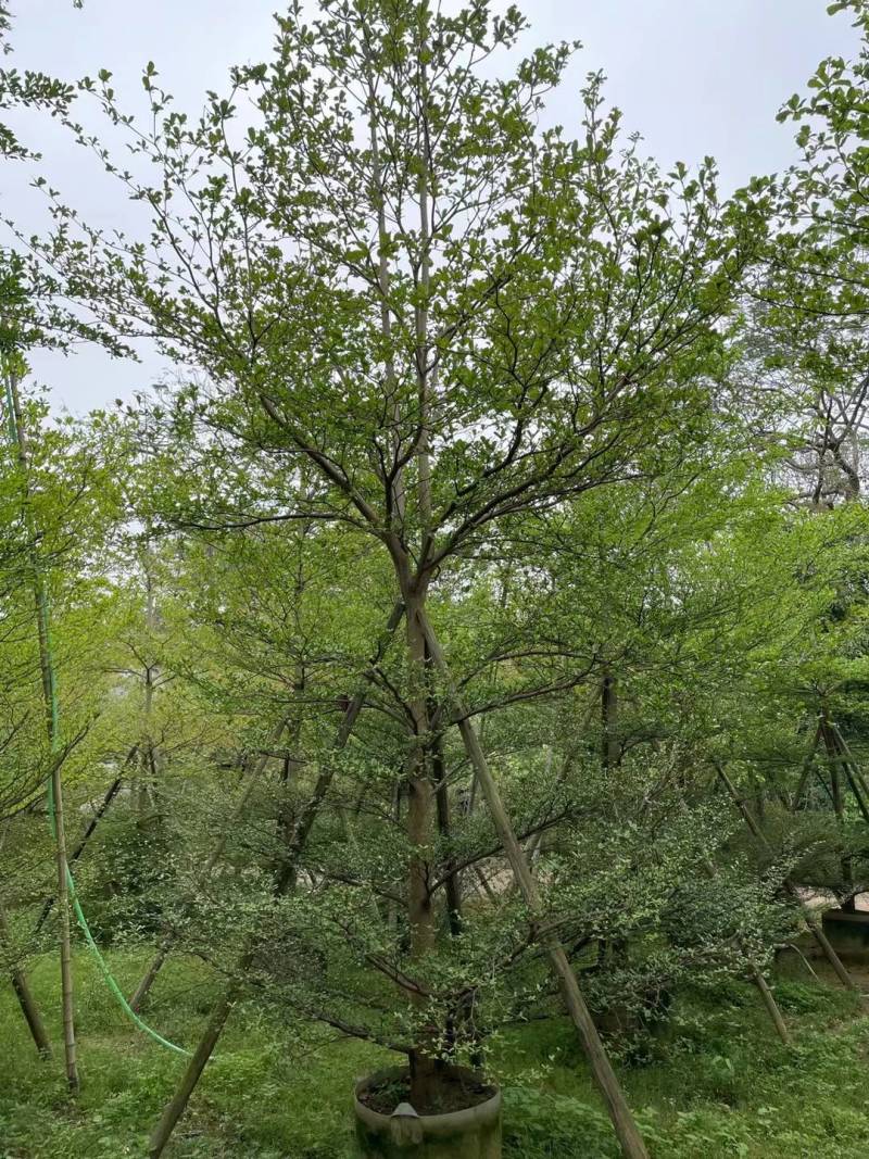 小叶榄仁人工造拖市政货米径3-20大量袋苗全冠货规格都有