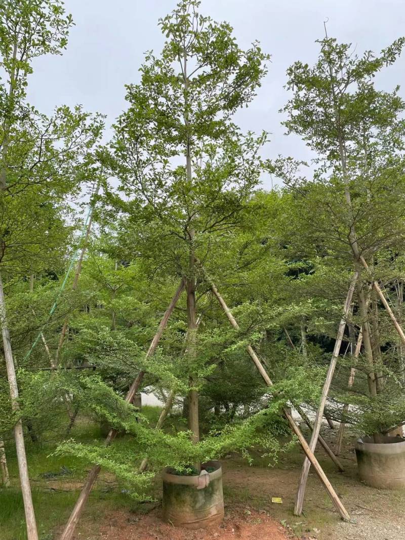 小叶榄仁人工造拖市政货米径3-20大量袋苗全冠货规格都有
