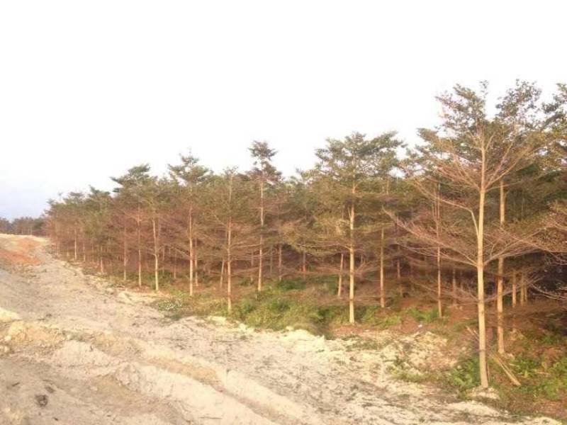 小叶榄仁人工造拖市政货米径3-20大量袋苗全冠货规格都有