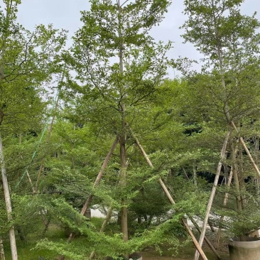 小叶榄仁人工造拖市政货米径3-20大量袋苗全冠货规格都有