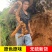 野生土茯苓广西深山现挖纯手工切片晒干优质无硫无添加煲汤煮