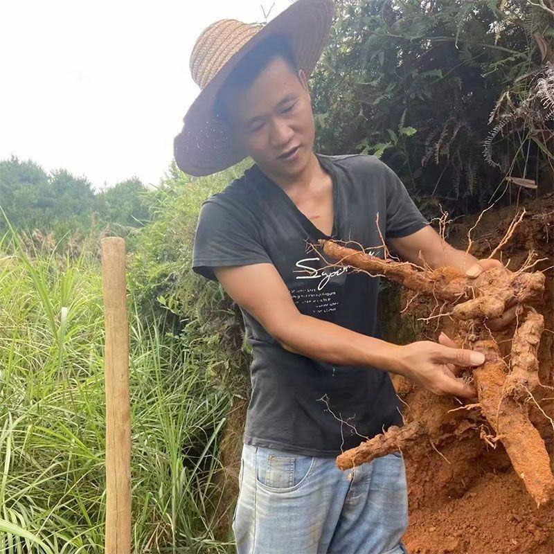野生土茯苓广西深山现挖纯手工切片晒干优质无硫无添加煲汤煮