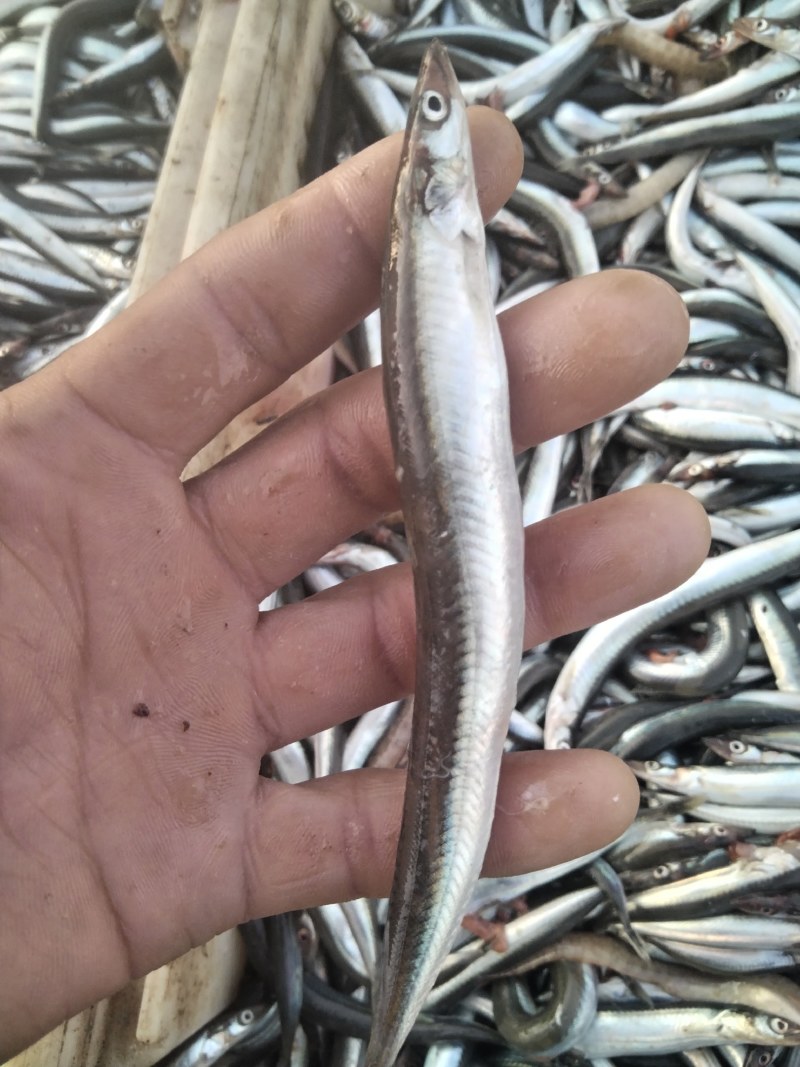 油滚子鱼