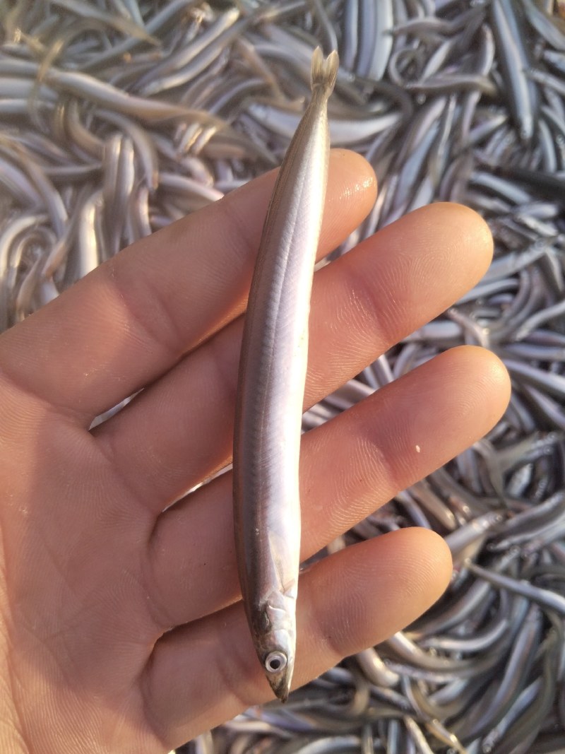 油滚子鱼